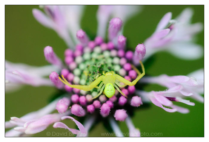 Goldenrod Crab Spider