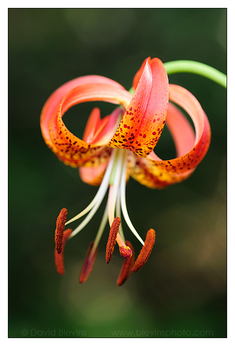 Sandhills Bog Lily