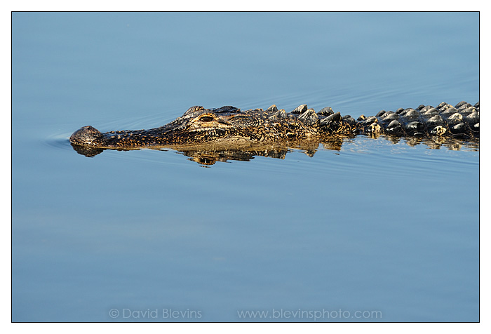 American Alligator