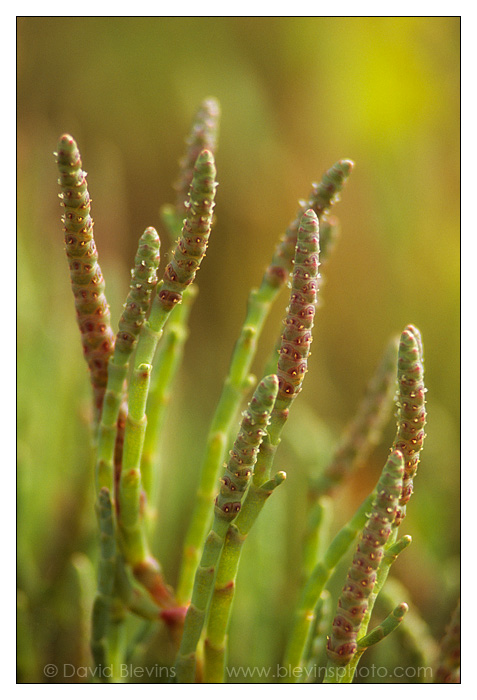 American Glasswort