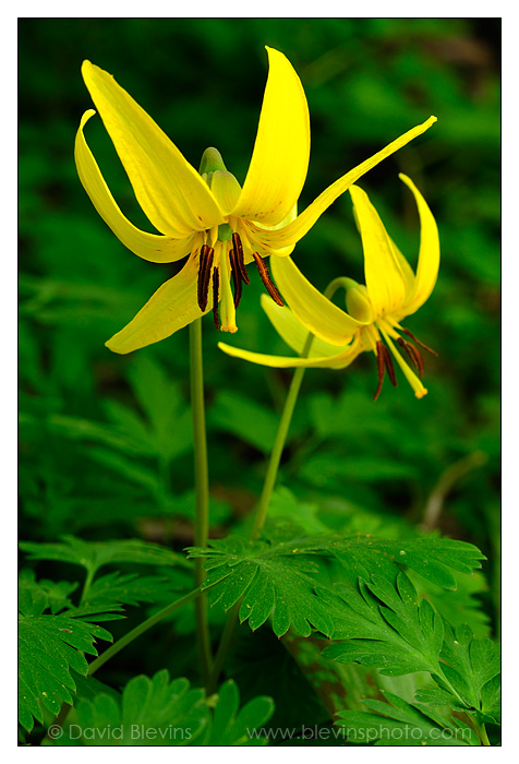 American Trout Lily