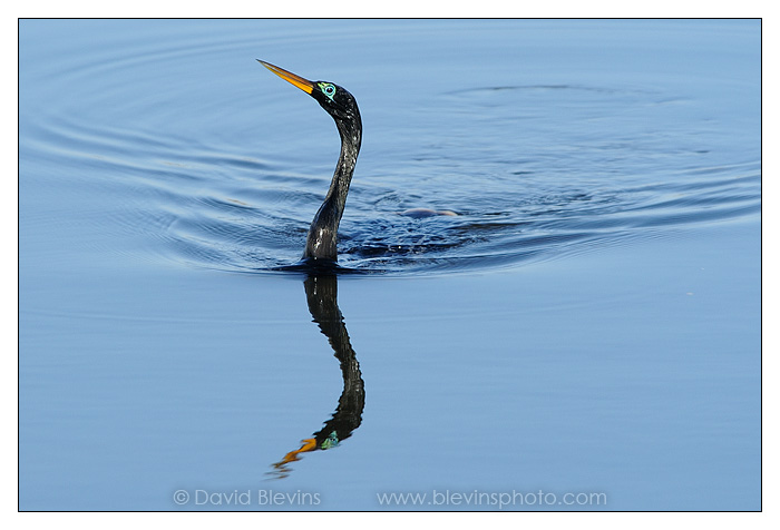 Anhinga