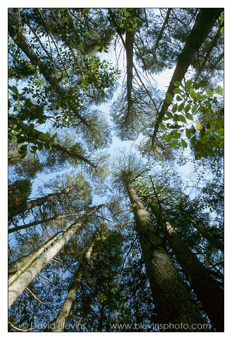 Atlantic White-cedar Forest