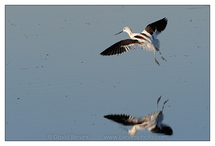 American Avocet