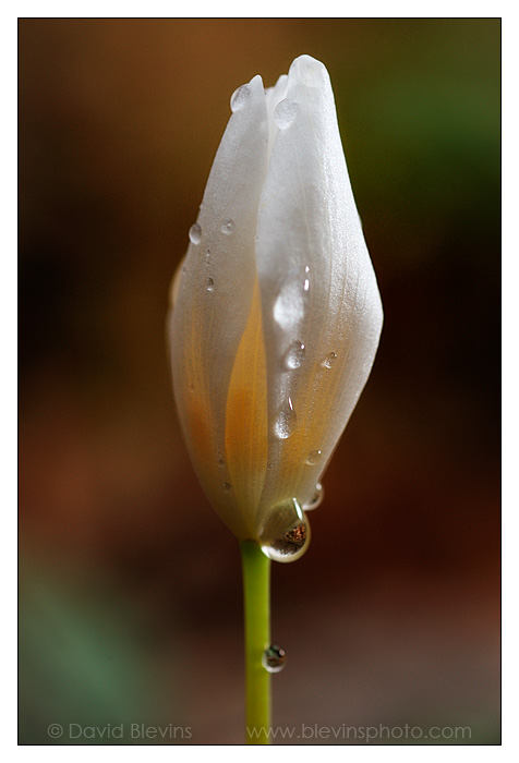 Bloodroot