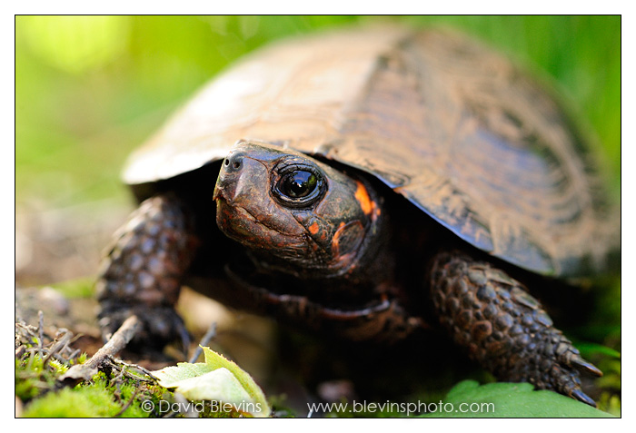 Bog Turtle