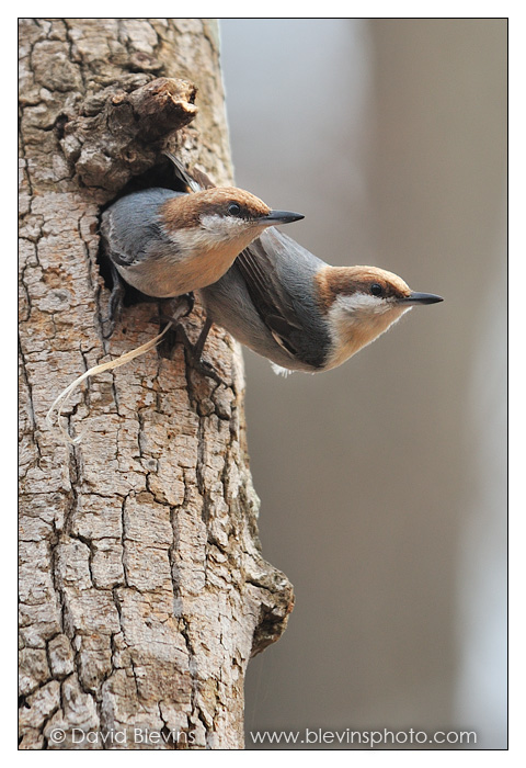 Brown-headed Nuthatch