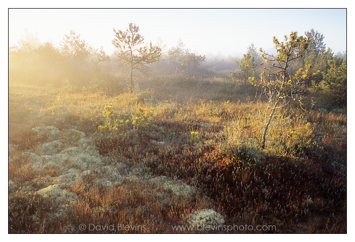 Burns Bog