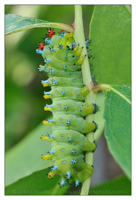 Cecropia Caterpillar