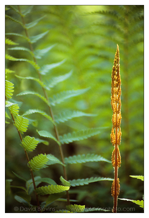 Cinnamon Fern