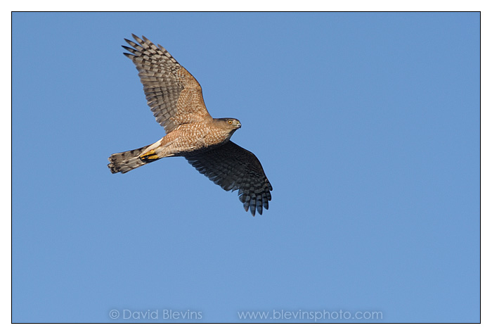 Cooper's Hawk