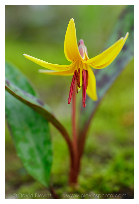 Dimpled Trout Lily