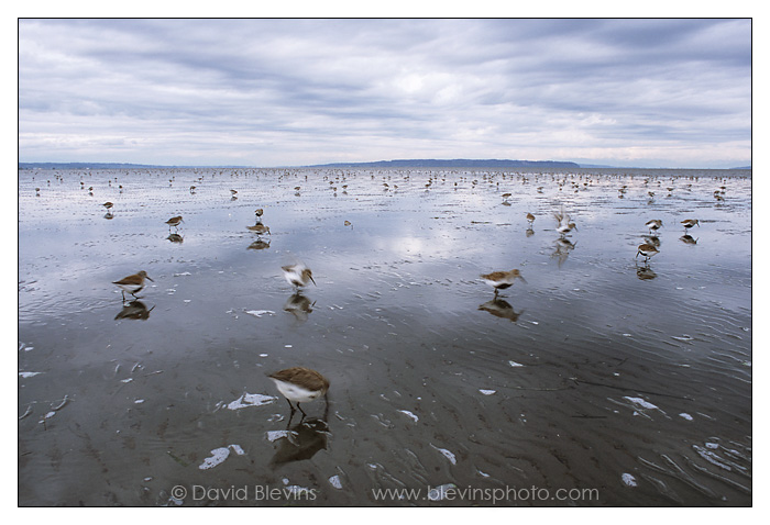 Dunlin