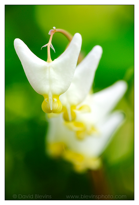 Dutchman's Breeches