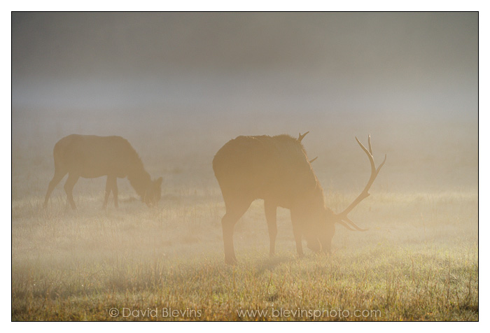 Elk