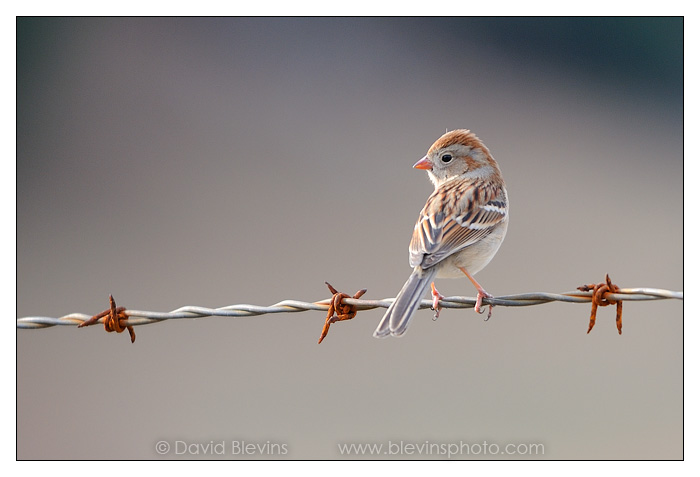 Field Sparrow