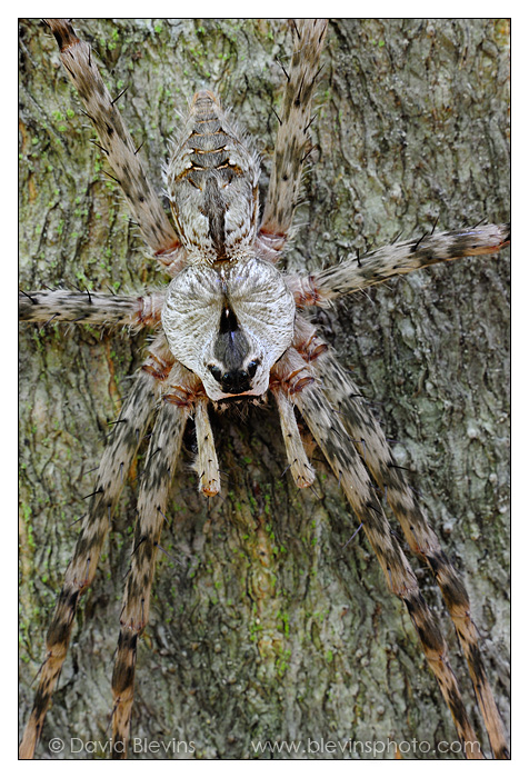 Fishing Spider