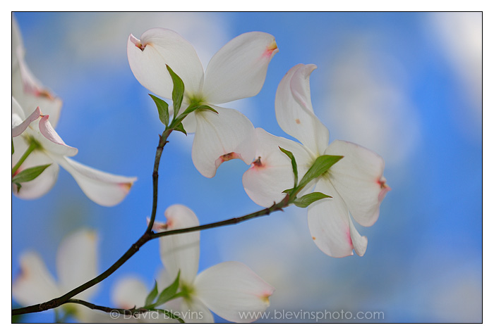 Flowering Dogwood