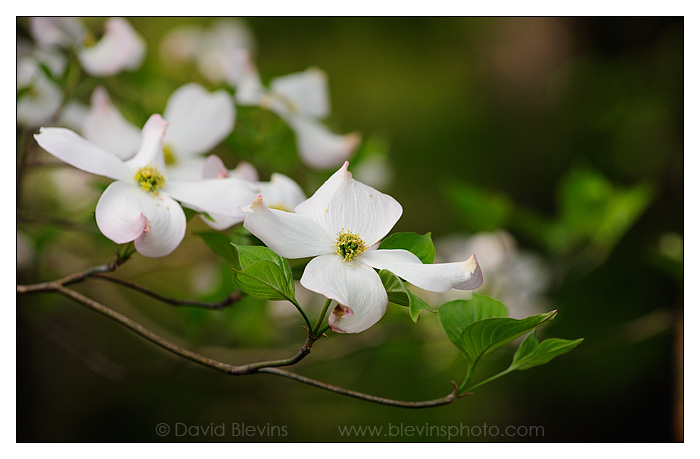 Flowering Dogwood