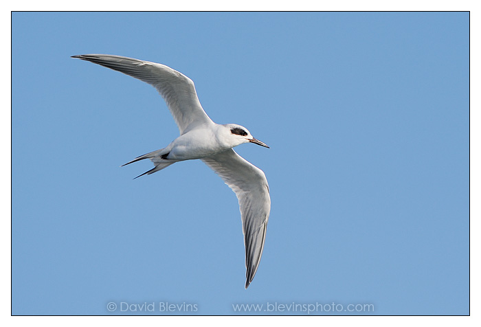 Forster's Tern