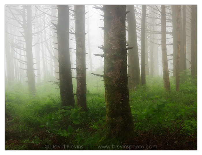 Fraser Fir Forest