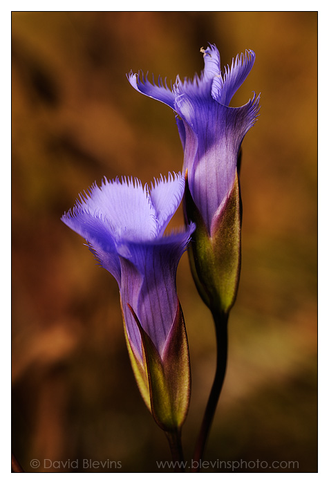 Eastern Fringed-gentian