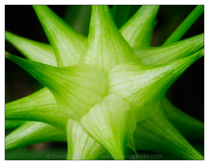 Gray's Sedge