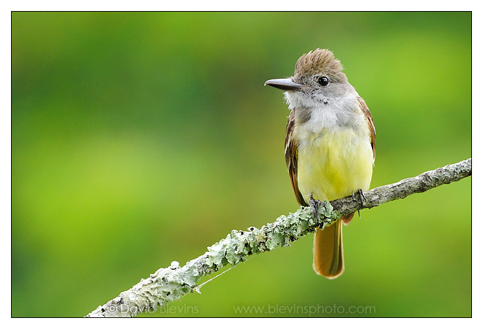 Great Crested Flycatcher