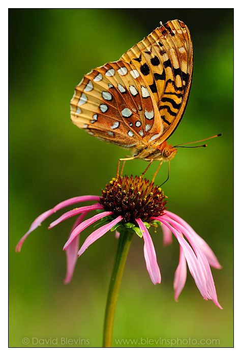 Great Spangled Fritillary