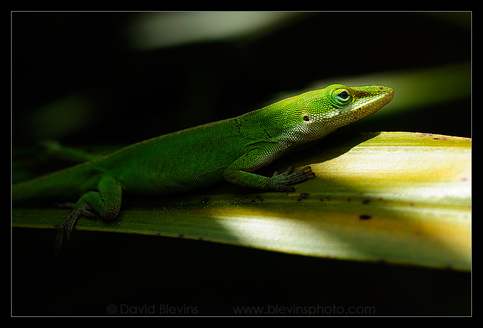 Green Anole