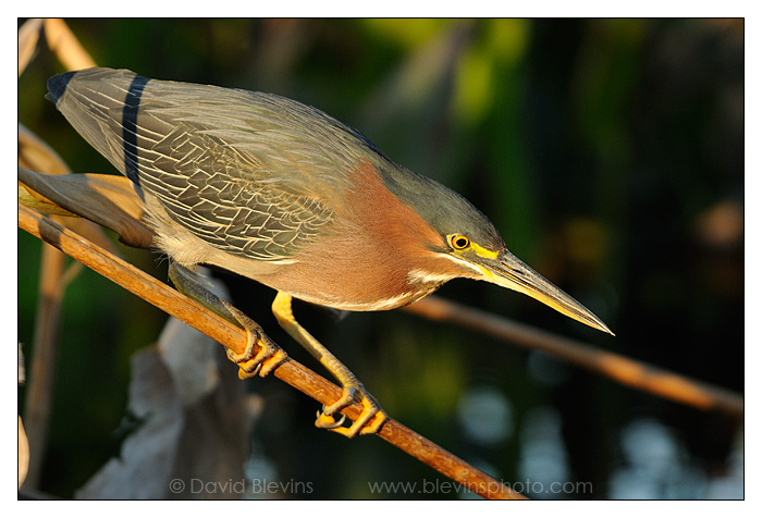 Green Heron