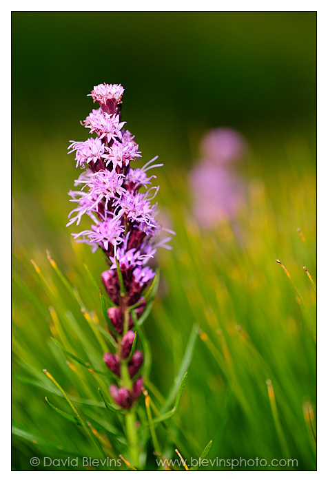 Heller's Blazing Star