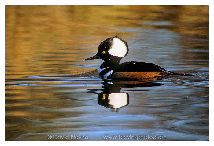 Hooded Merganser