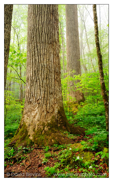 Old Growth Yellow-poplar Forest