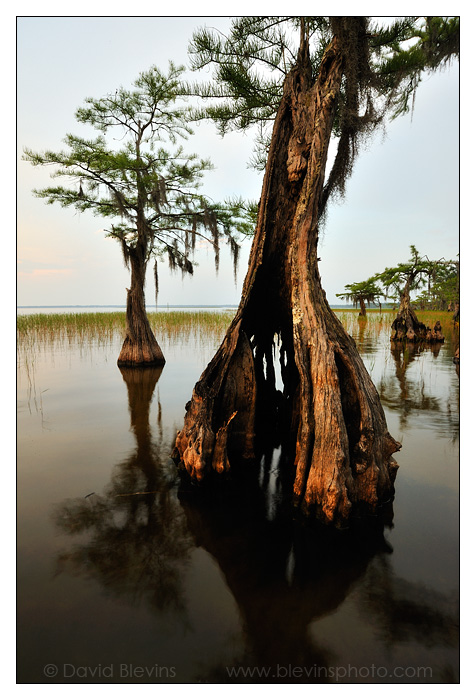 Lake Waccamaw