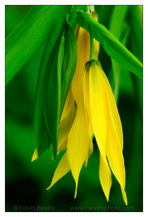 Largeflower Bellwort