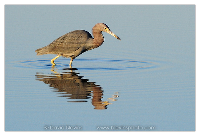 Little Blue Heron