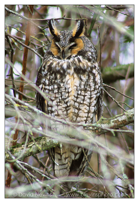 Long-eared Owl