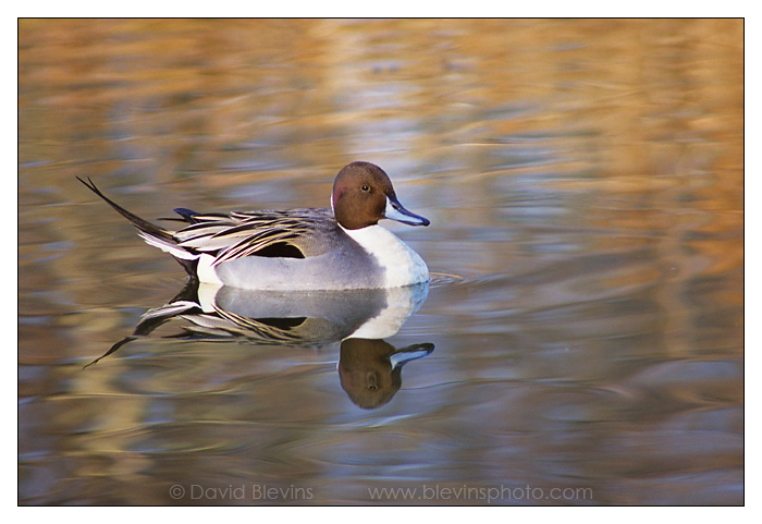 Northern Pintail