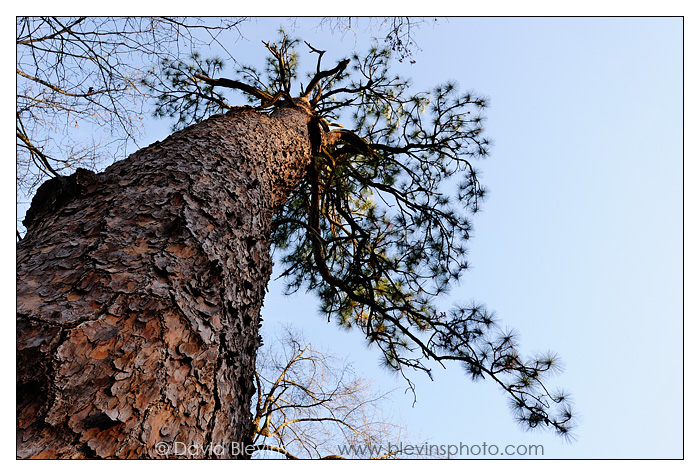 The Oldest Longleaf Pine