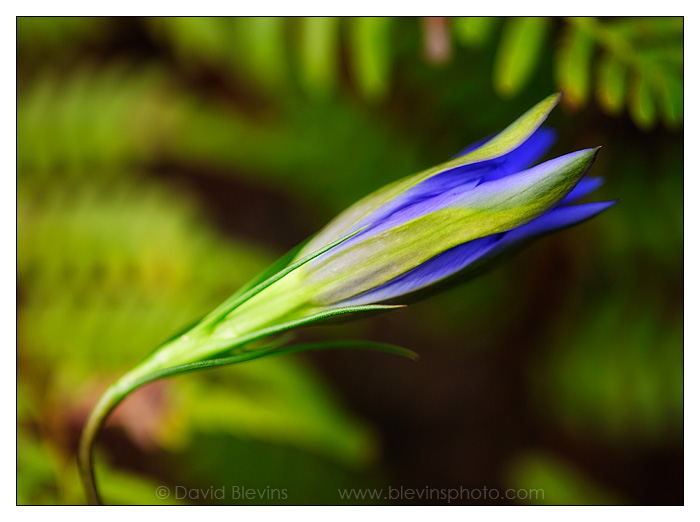 Pinebarren Gentian