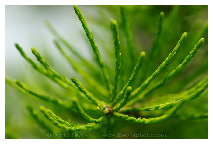 Pond-cypress Foliage