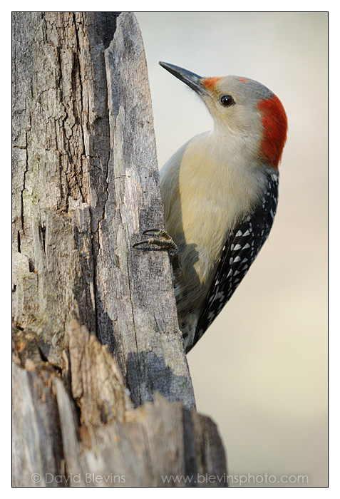 Red-bellied Woodpecker