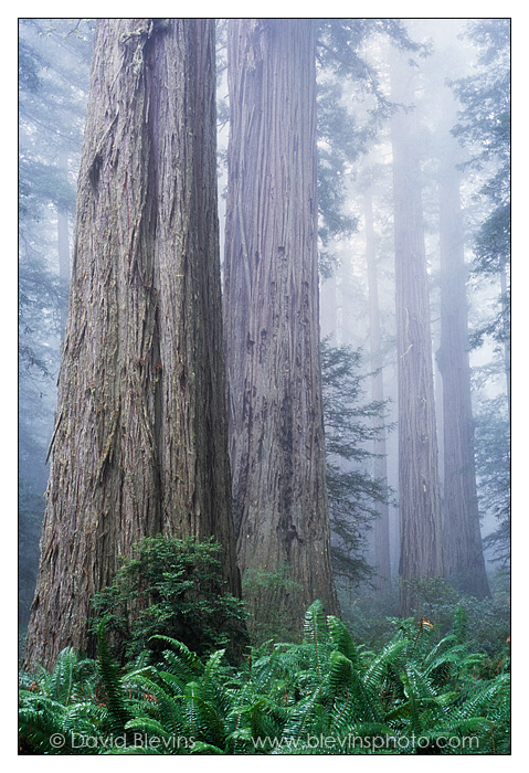 Redwood Forest