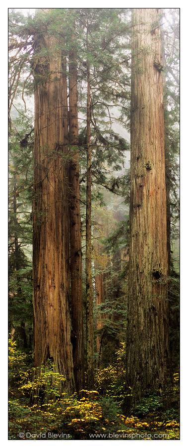 Redwood Forest