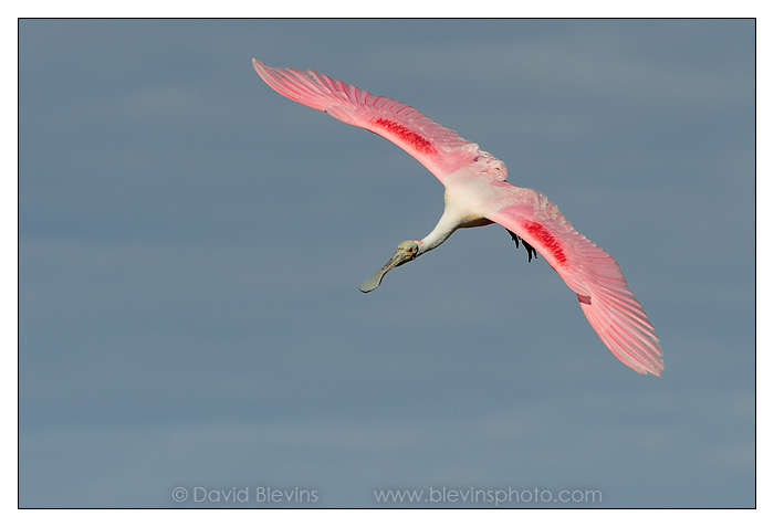 Roseate Spoonbill