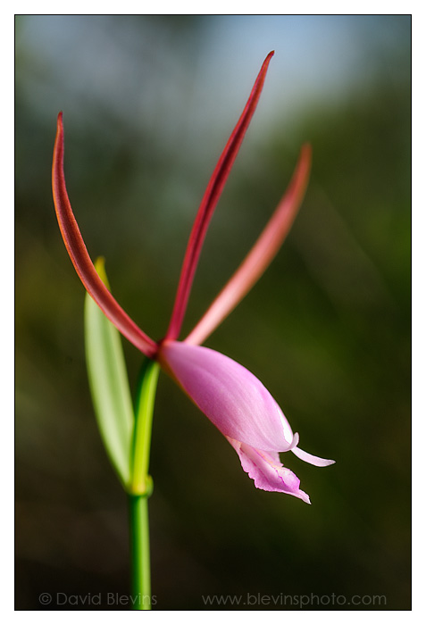 Rosebud Orchid