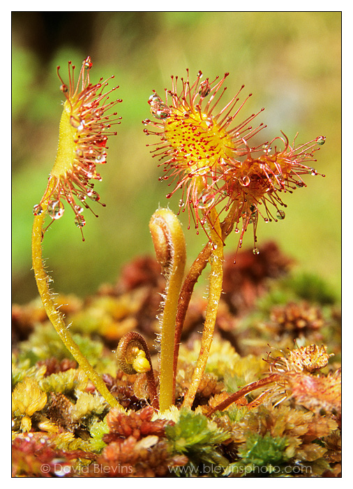 Round-leaved Sundew