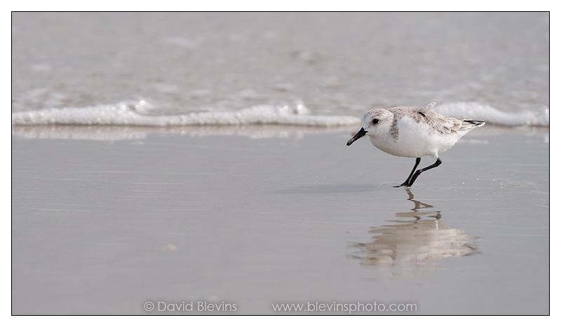 Sanderling