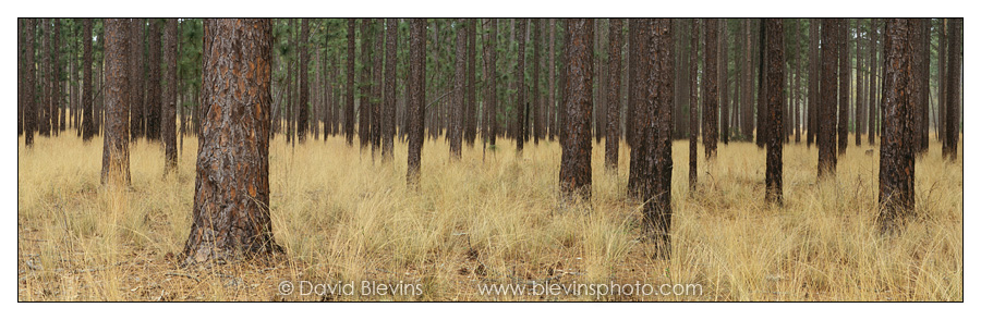 Longleaf Pine and Wiregrass